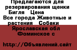 Предлагаются для резервирования щенки Бигля › Цена ­ 40 000 - Все города Животные и растения » Собаки   . Ярославская обл.,Фоминское с.